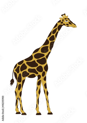The giraffe on white background