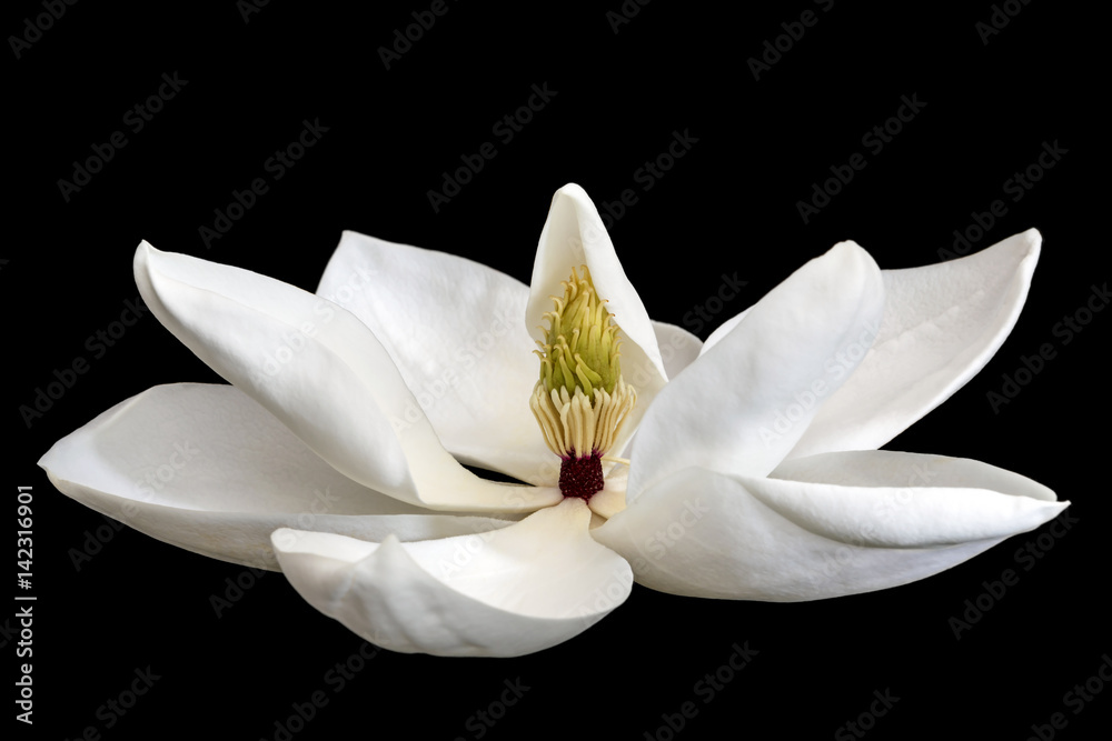 Obraz premium Magnolia Flower Isolated on Black