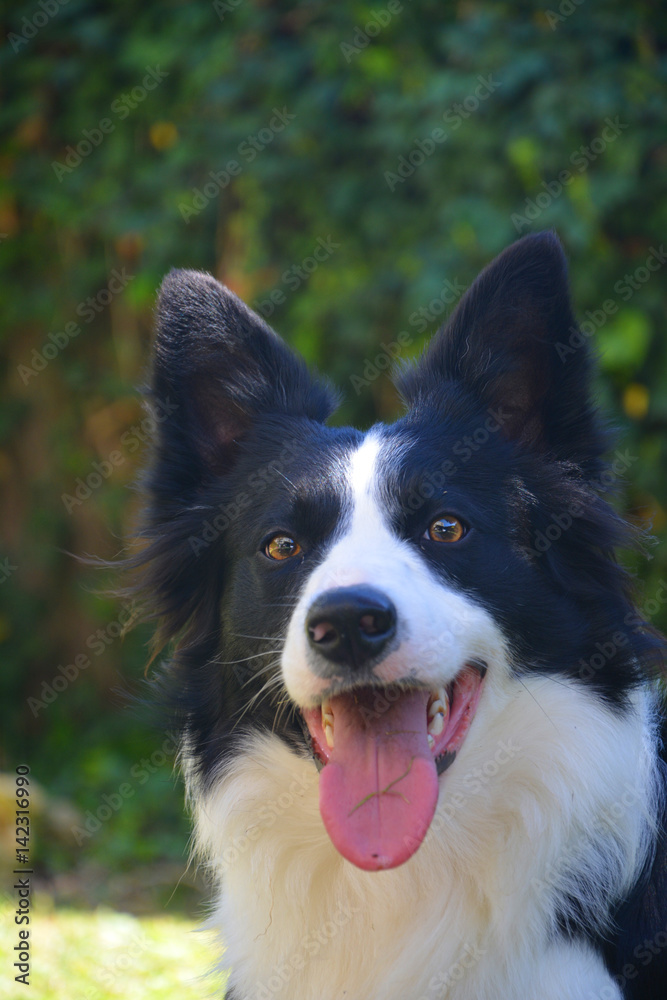 Border collie dog, nature and animals
