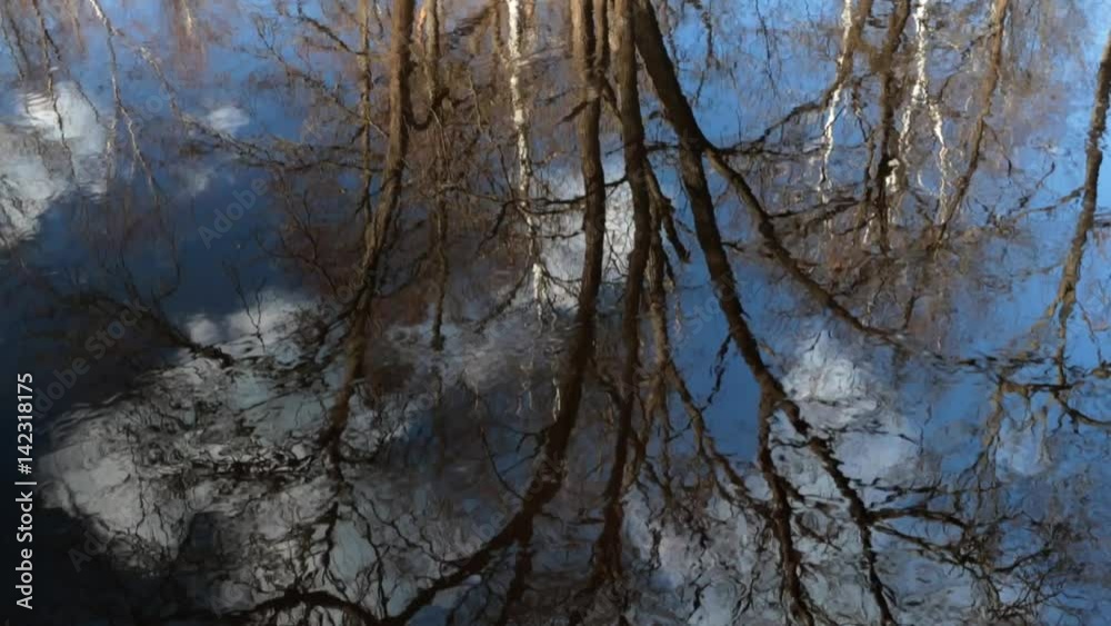 Spring Flooding in the Forest, Trees Reflected in water Spring Flooding in the Forest, Trees Reflected in water