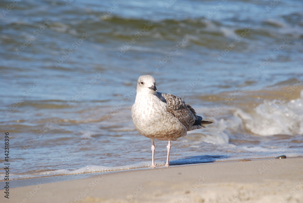 Mewa siodlata (larus marinus). Mewa siodlata (larus marinus).