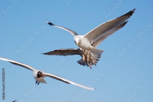 Mewa srebrzysta  larus argentatus .