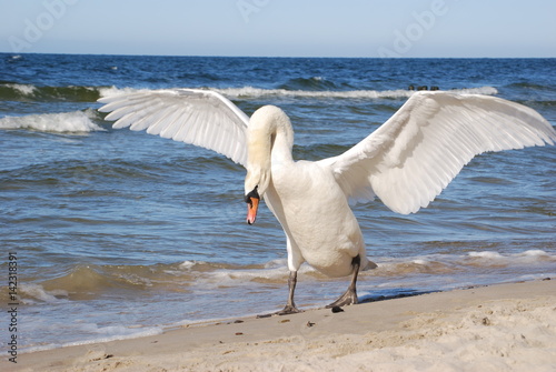 Labedz niemy (cygnus olor).