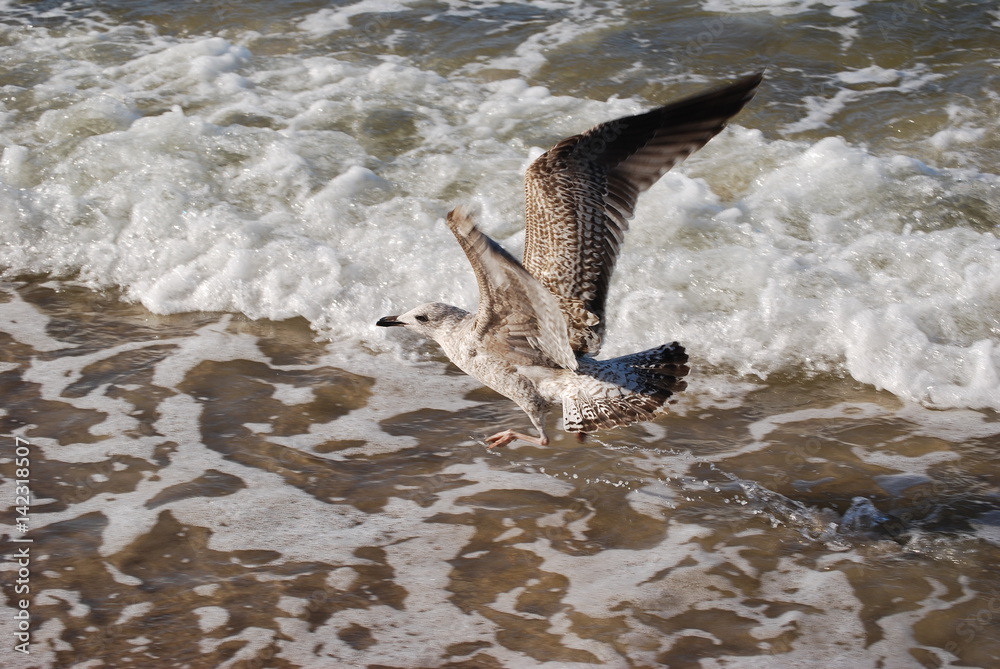 Fototapeta premium Mewa siodlata (larus marinus).