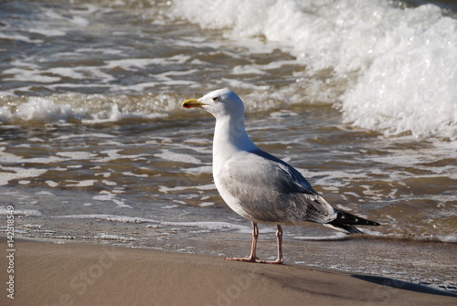 Mewa srebrzysta (larus argentatus). photo