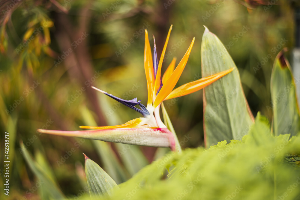 Obraz premium Bird of paradise plant during the day in the garden. Close up.