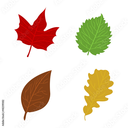Cartoon flat autumn leaves on white background. Vector illustration. photo