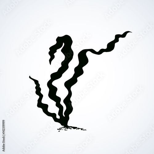 Seaweed. Vector drawing