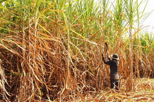 The worker is harvesting the sugarcane 