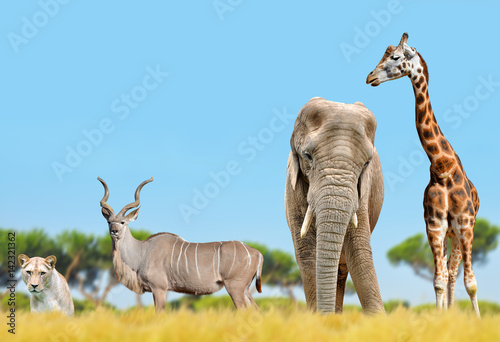 African elephant  giraffe  kudu and a lion on the savannah.