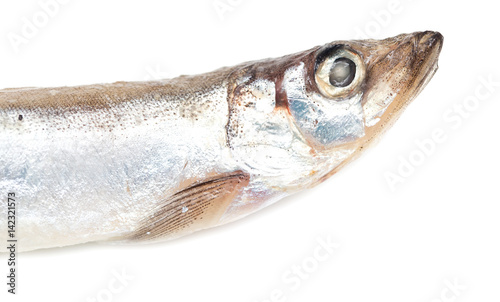 capelin on a white background