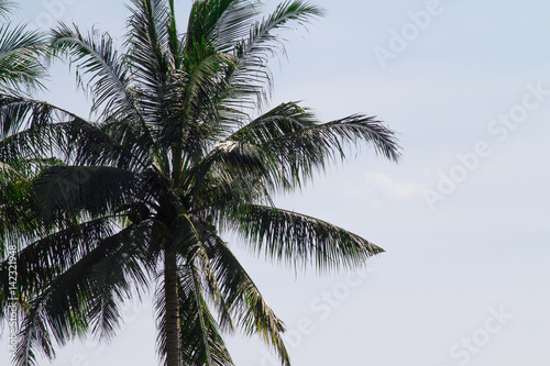 Lone palm tree in tropical setting on the beach with fresh airy lifestyle on the beach and happy balanced wellness.  Copy space on right.