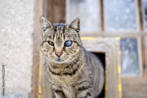 Slika na platnu Monocular cat with universe in eye 3