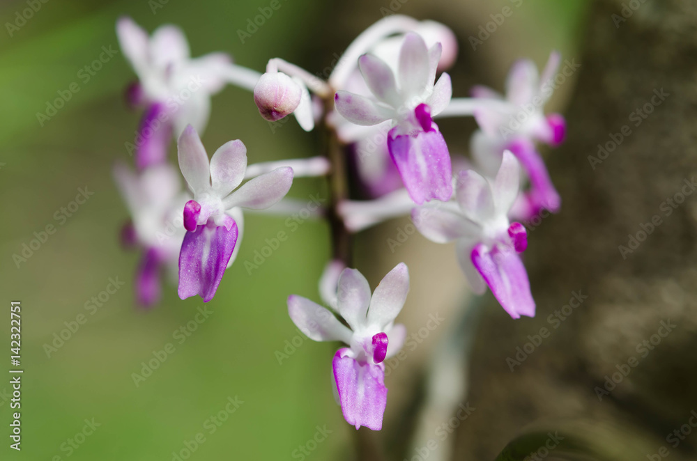 wild orchid flower at tropical in forest thailand wild orchid flower at tropical in forest thailand