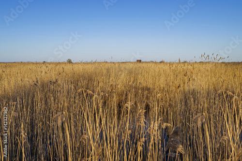 Yellow field