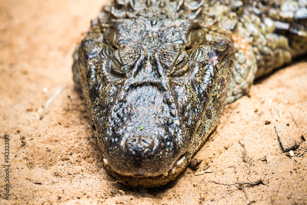 Obraz premium Alligator (Brillenkaiman), port. Jacaré imPantanal