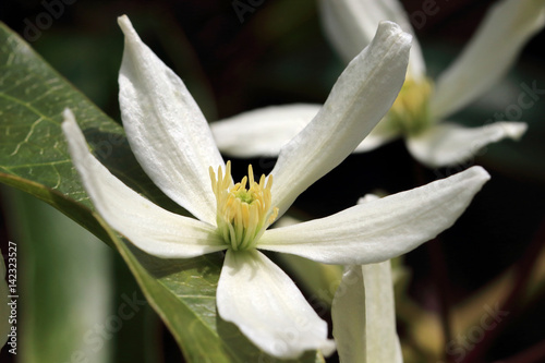 Fototapeta Naklejka Na Ścianę i Meble -  White flowers of Clematis Armandii- Apple Blossom