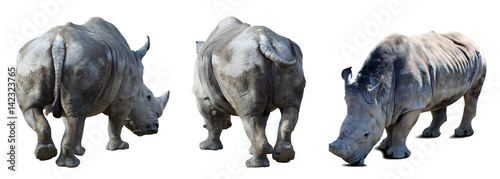 Set of white rhinoceros