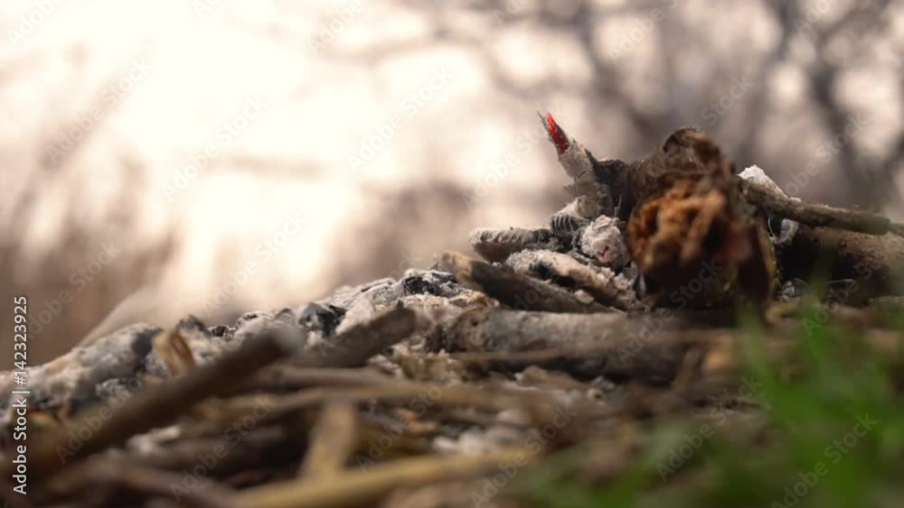 Steaming coals and ash from the fire. Slow motion Steaming coals and ash from the fire. Slow motion