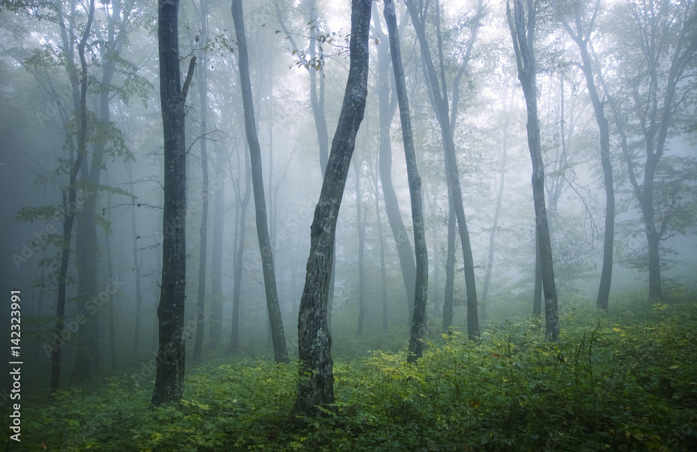 Obraz premium misty forest on rainy day