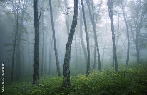 misty forest on rainy day