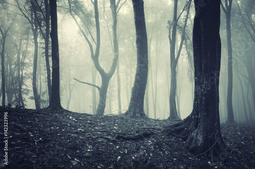 dark halloween forest landscape