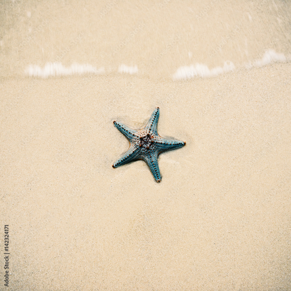 Starfish by itself on the beach at Moreton Bay during the day. Starfish by itself on the beach at Moreton Bay during the day.