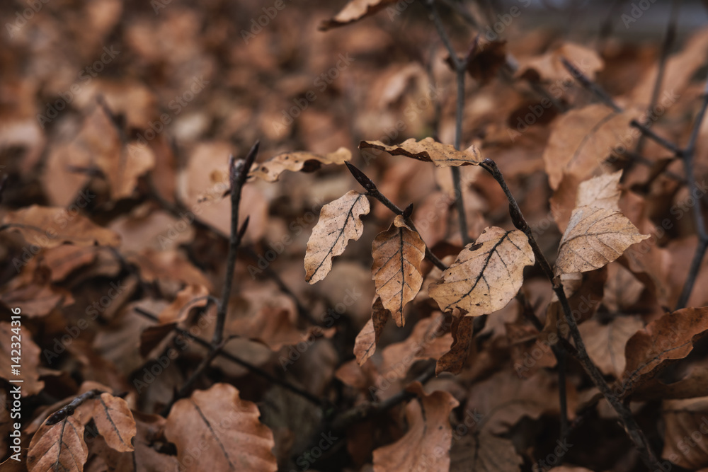 Dried leaves in winter, selective soft focus Dried leaves in winter, selective soft focus