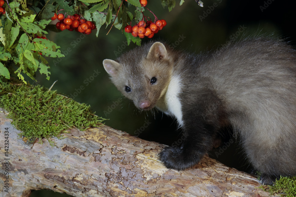 Naklejka premium Stone marten 003