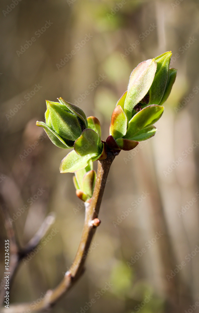 Junge Triebe an Bäumen, Natur, Frühjahr Junge Triebe an Bäumen, Natur, Frühjahr