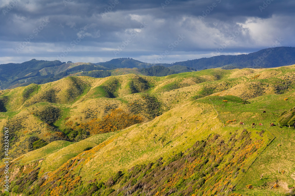 green hills landscape, location - Kapiti Island, North Island, New Zealand green hills landscape, location - Kapiti Island, North Island, New Zealand