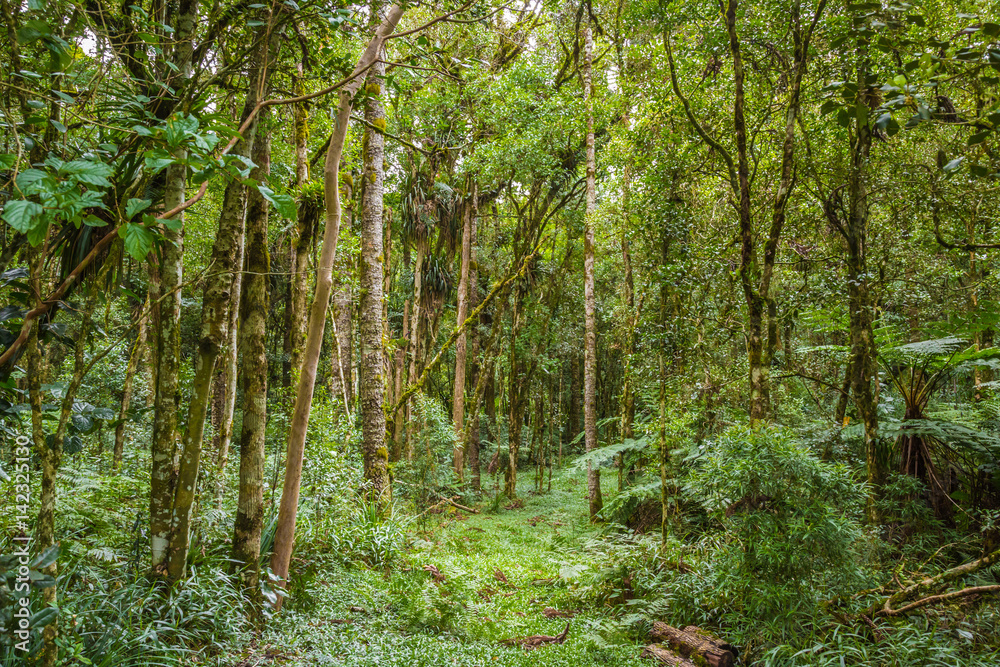Atlantischer Urwald in Brasilien Atlantischer Urwald in Brasilien