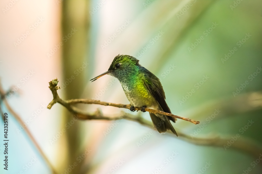 Fototapeta premium Kolibri im brasilianischen Urwald