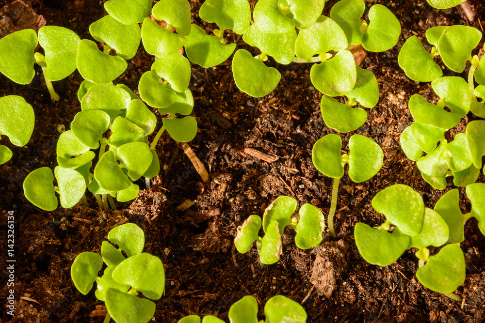 Young spring seedlings of basil in a pot Young spring seedlings of basil in a pot