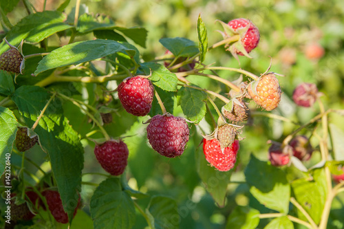 Close up of the ripe and unripe raspberry in the fruit garden. Growing natural bush of raspberry. Branch of raspberry in sunlight.