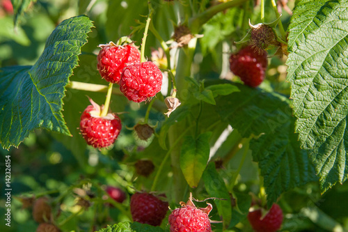 Close up of the ripe and unripe raspberry in the fruit garden. Growing natural bush of raspberry. Branch of raspberry in sunlight.