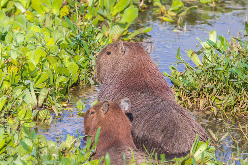 Wasserschwein in Brasilien photo