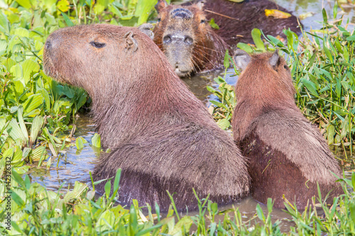 Wasserschwein in Brasilien photo