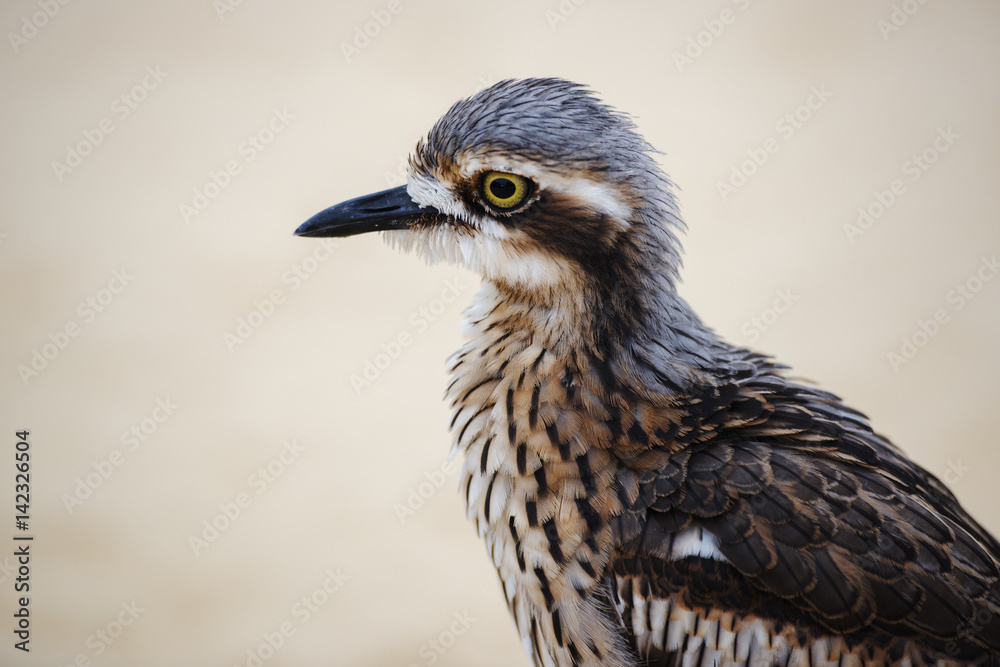 Bush stone-curlew on the beach in Moreton Island, Australia during the day. Bush stone-curlew on the beach in Moreton Island, Australia during the day.