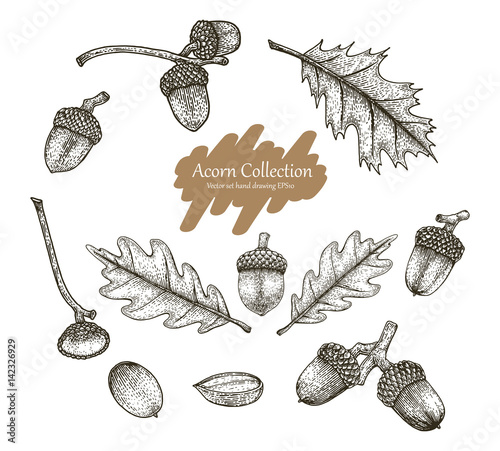 Acorn collection vector set hand drawing vintage style