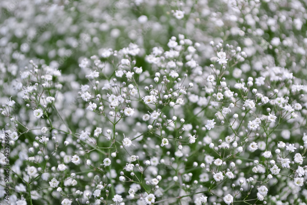 Summer natural background of small white flowers Summer natural background of small white flowers