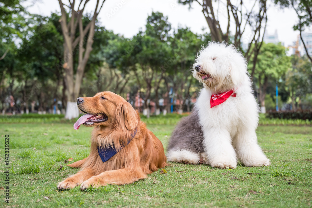 Fototapeta premium Golden Retriever and Ancient Shepherd, played on the grass