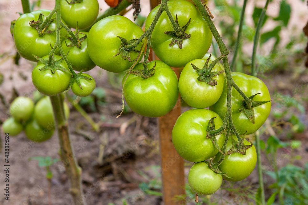 Bunch of green tomatoes ripening on the branch in the garden. . Bunch of green tomatoes ripening on the branch in the garden. .