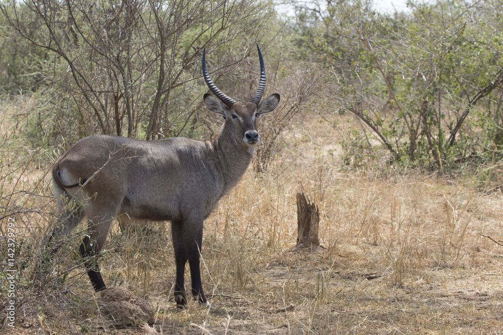 Male of the water goat who stands among the bushes in the bush savannah on a hot day Male of the water goat who stands among the bushes in the bush savannah on a hot day