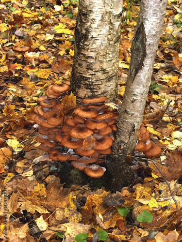 A lot of edible mushrooms grow on the trunk of a birch tree
