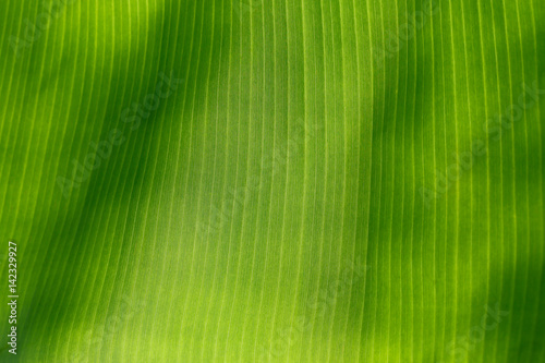 banana leaves pattern 