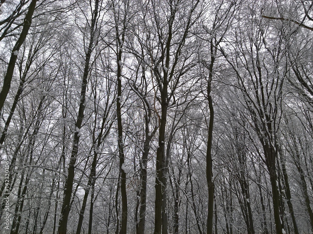 Forest High Winter