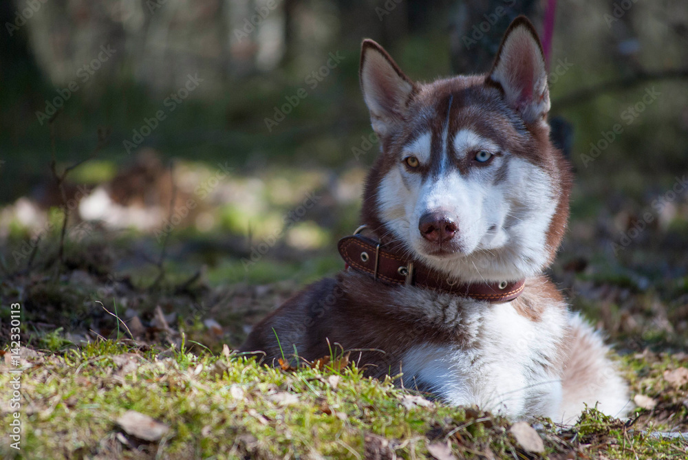 Obraz premium Husky dog is lying and staring