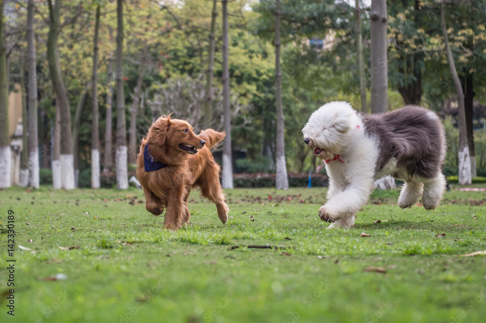Golden Retriever and Ancient Shepherd, played on the grass Golden Retriever and Ancient Shepherd, played on the grass