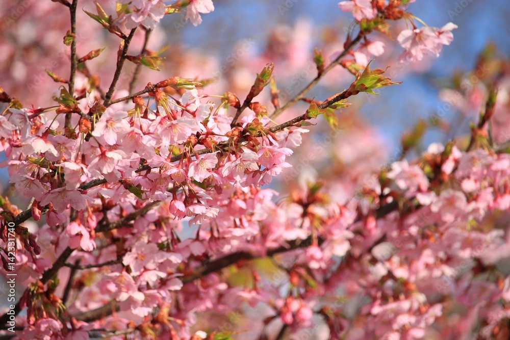 夕陽に輝く桜